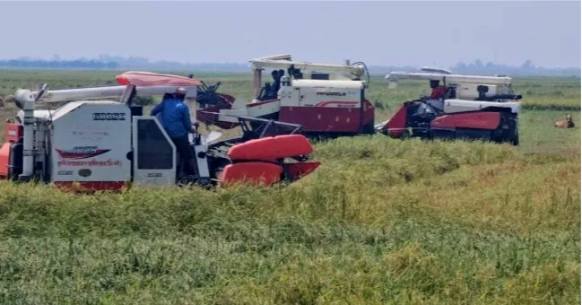 Diesel crisis, fuel price hike deepen harvesting woes for haor farmers