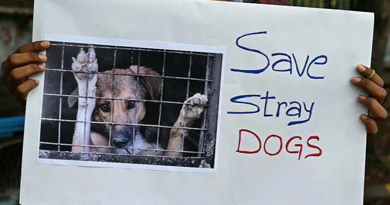 Indian state investigates mass killings of stray dogs in six villages