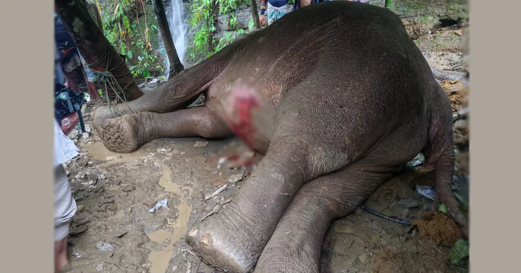 PM orders treatment for injured wild elephant in Teknaf