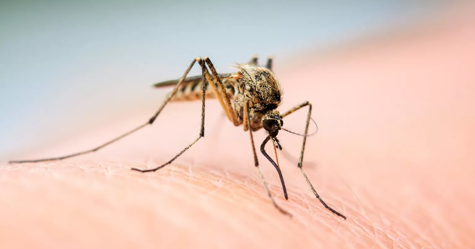 3 more die of dengue, 473 hospitalised in 24hrs