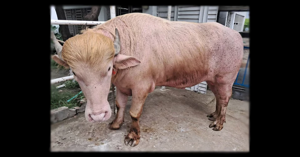 Pink buffalo ‘Donald Trump’ grabs attention in Narayanganj ahead of Eid