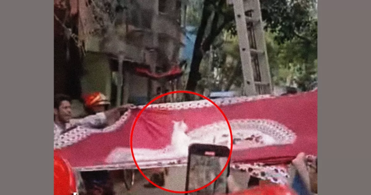 Stranded cat rescued from tree after two days