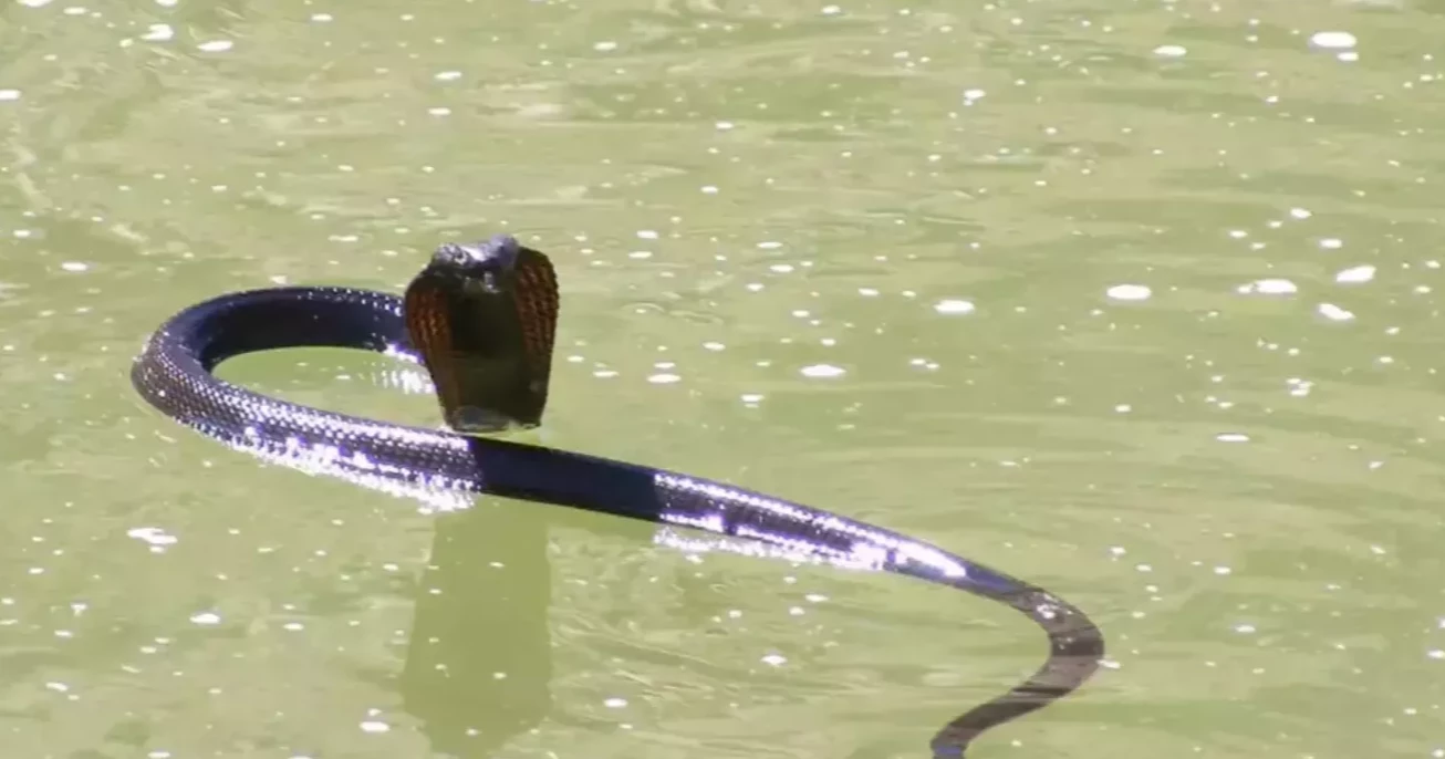 HSC examinee dies of snakebite in Magura