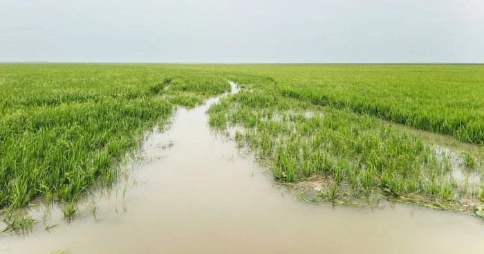 Upstream rains flood haors, endanger boro harvest