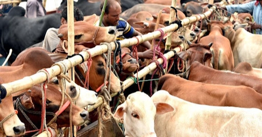 Festival joy may meet financial jitters; soaring animal prices likely to cast a shadow over Qurbani