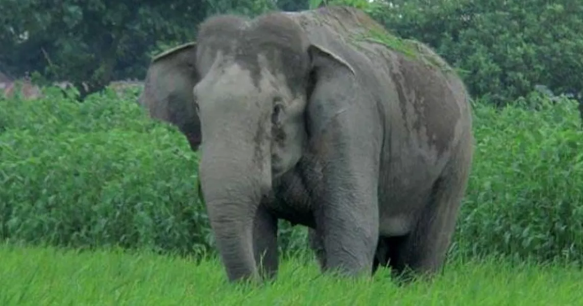 Mother, child killed in Cox’s Bazar wild elephant attack