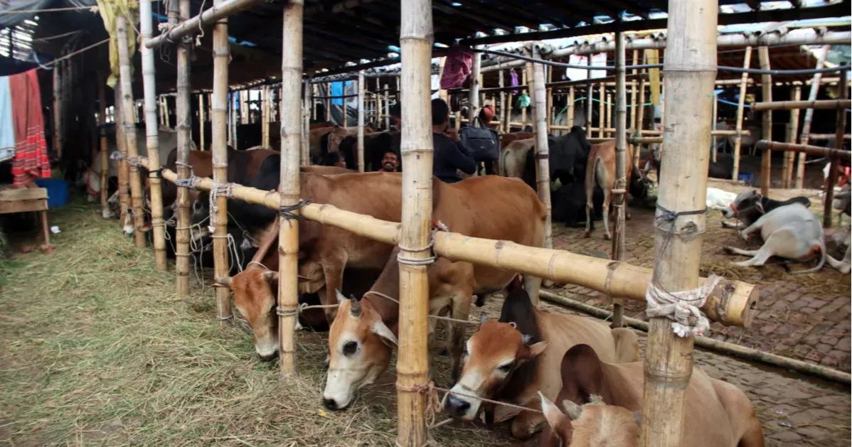 Pabna sees surplus of 3.35 lakh sacrificial animals