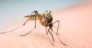 Dengue: Two more die; 762 hospitalised