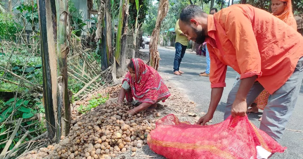 Rangpur farmers dump potatoes as prices crash below cost