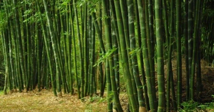 Bamboo breathes new life into Madaripur’s barren lands, rural livelihoods