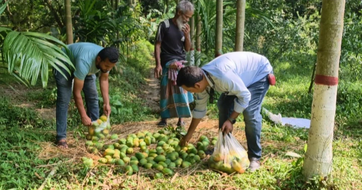 Natore eyes Tk 400cr production as mango harvesting begins