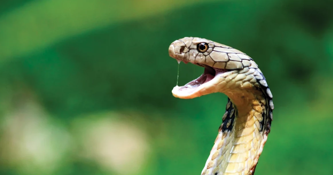 HC asks to supply antivenom to all Upazila Health Complexes