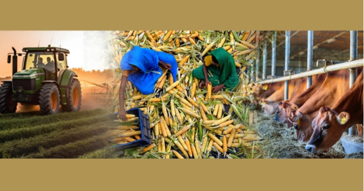 Budget 2026-27: Tk 43,335cr earmarked for agriculture, food, fisheries and livestock sectors 