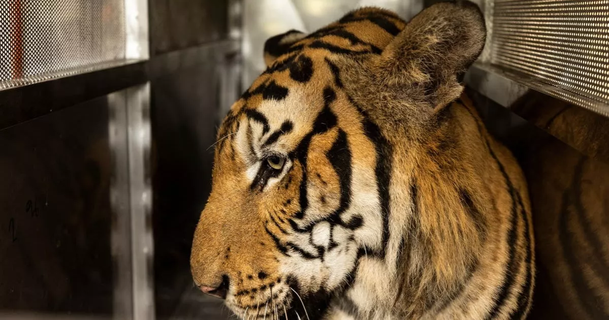 Thai officials say 72 tigers at tourist parks died of canine distemper, not bird flu