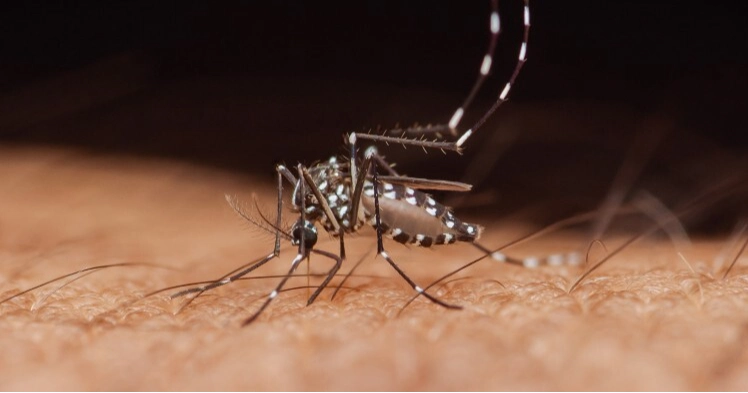Dengue death toll reaches 262 as 6 more die in 24 hrs