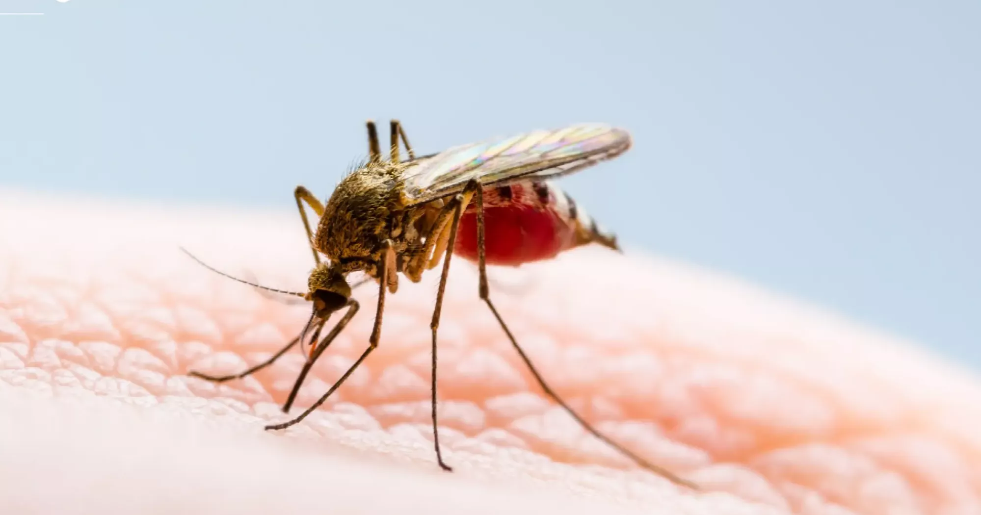 Dengue claims 5 more lives in 24 hours, 622 hospitalised