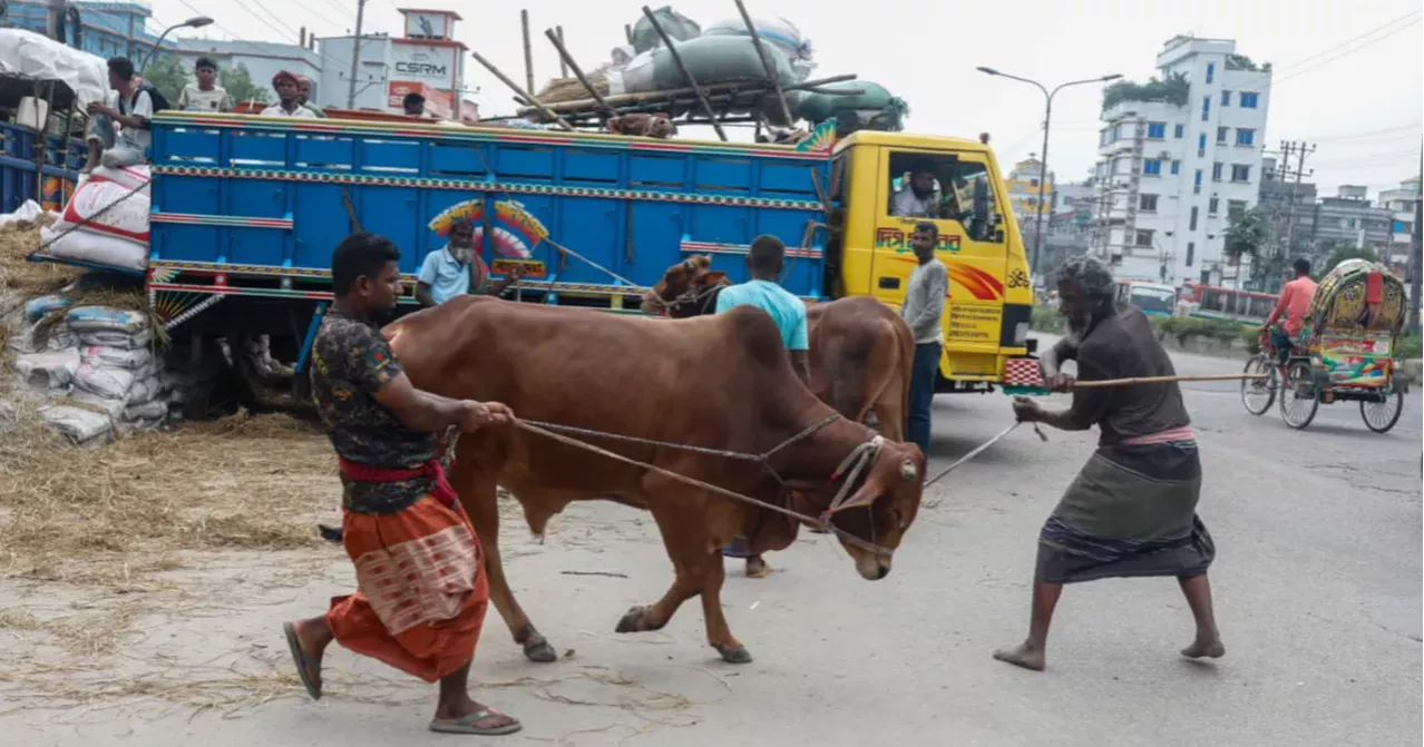 93.67 lakh animals sacrificed during Eid-ul Azha: Tuku