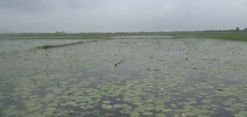 Torrential rain, waterlogging cause extensive damage to Aush paddy in Narail