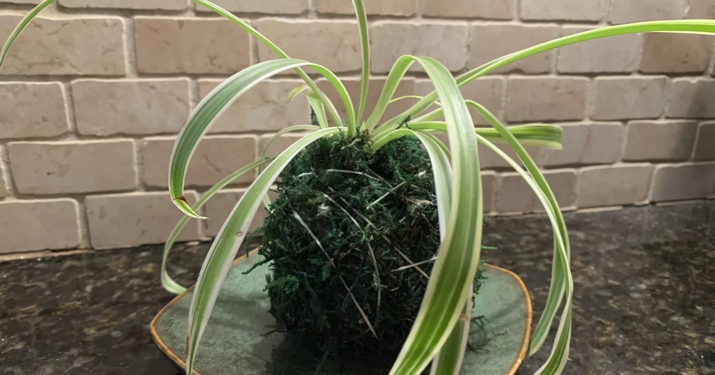 Turn houseplants into living art with Japanese kokedama