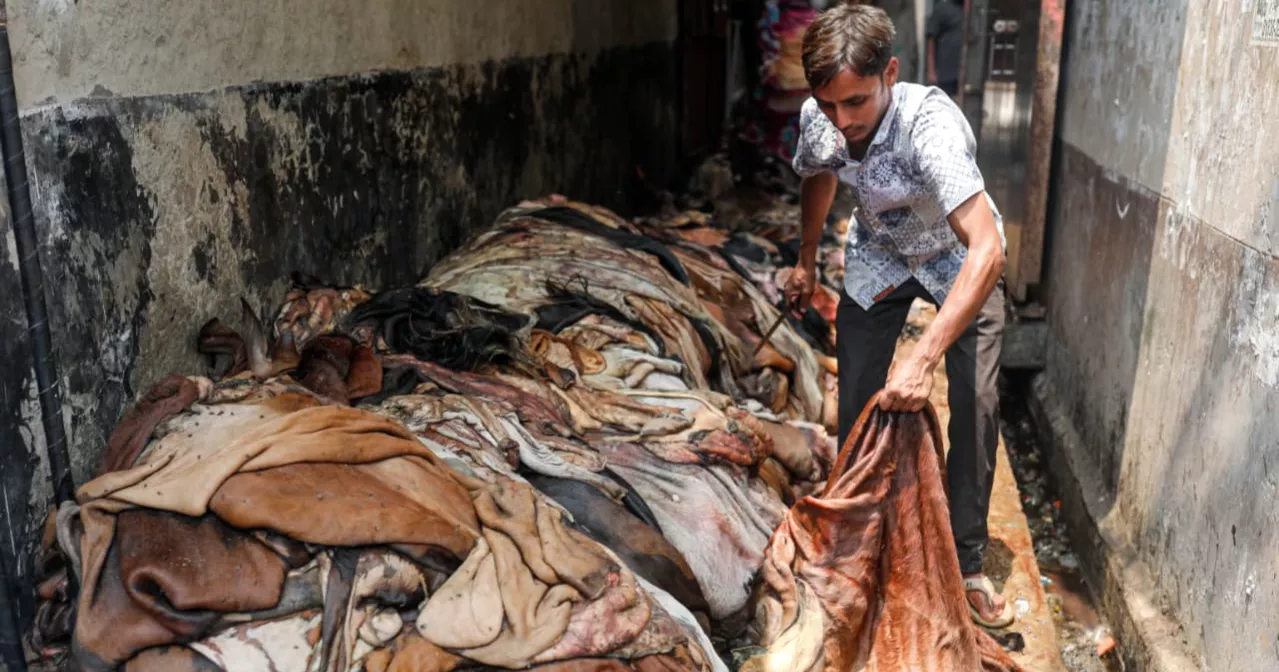 Posta comes alive as Eid hides pour into Dhaka's largest rawhide market