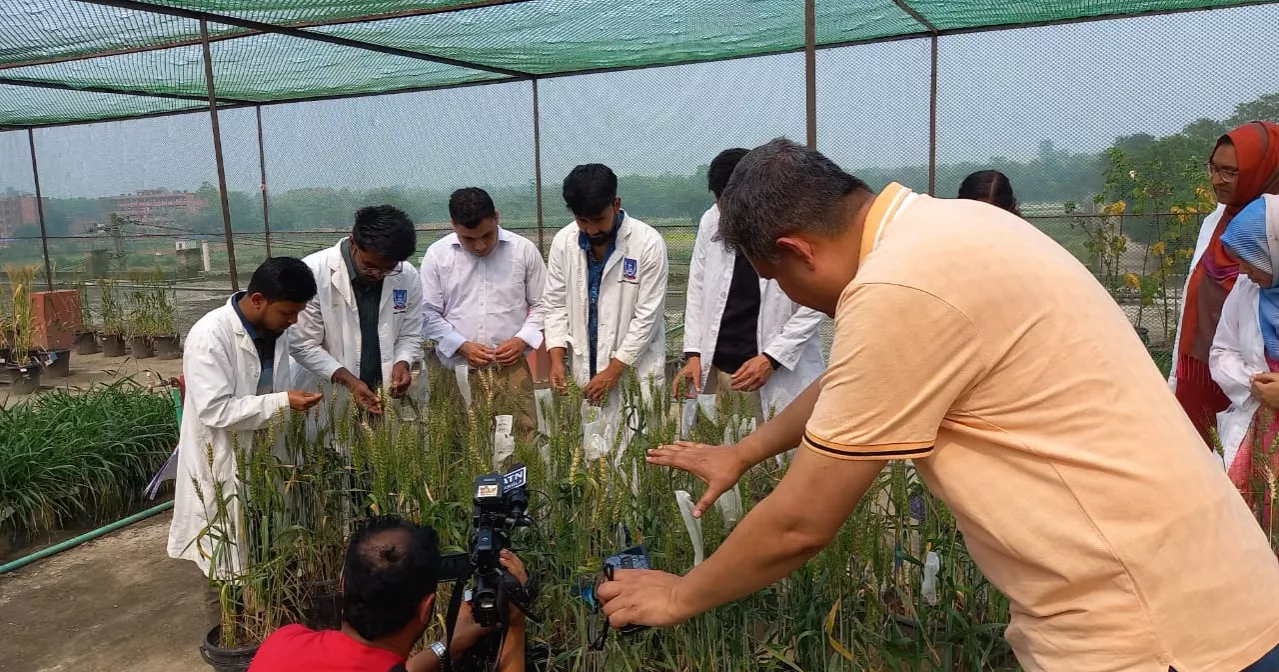 Documentary sheds light on climate threats to wheat cultivation in Bangladesh