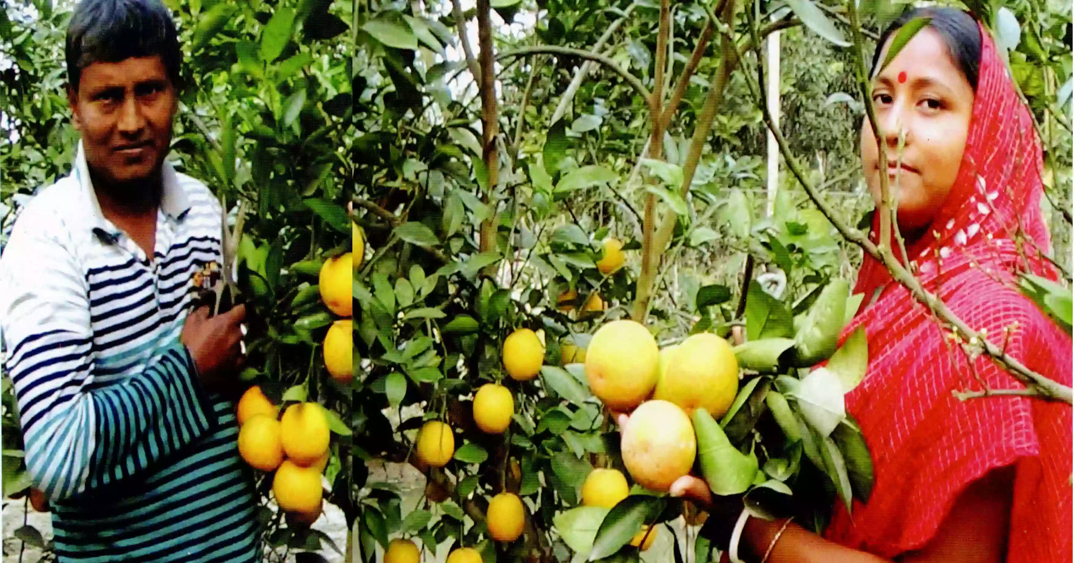 Pirojpur farmer turns citrus farming into a success story