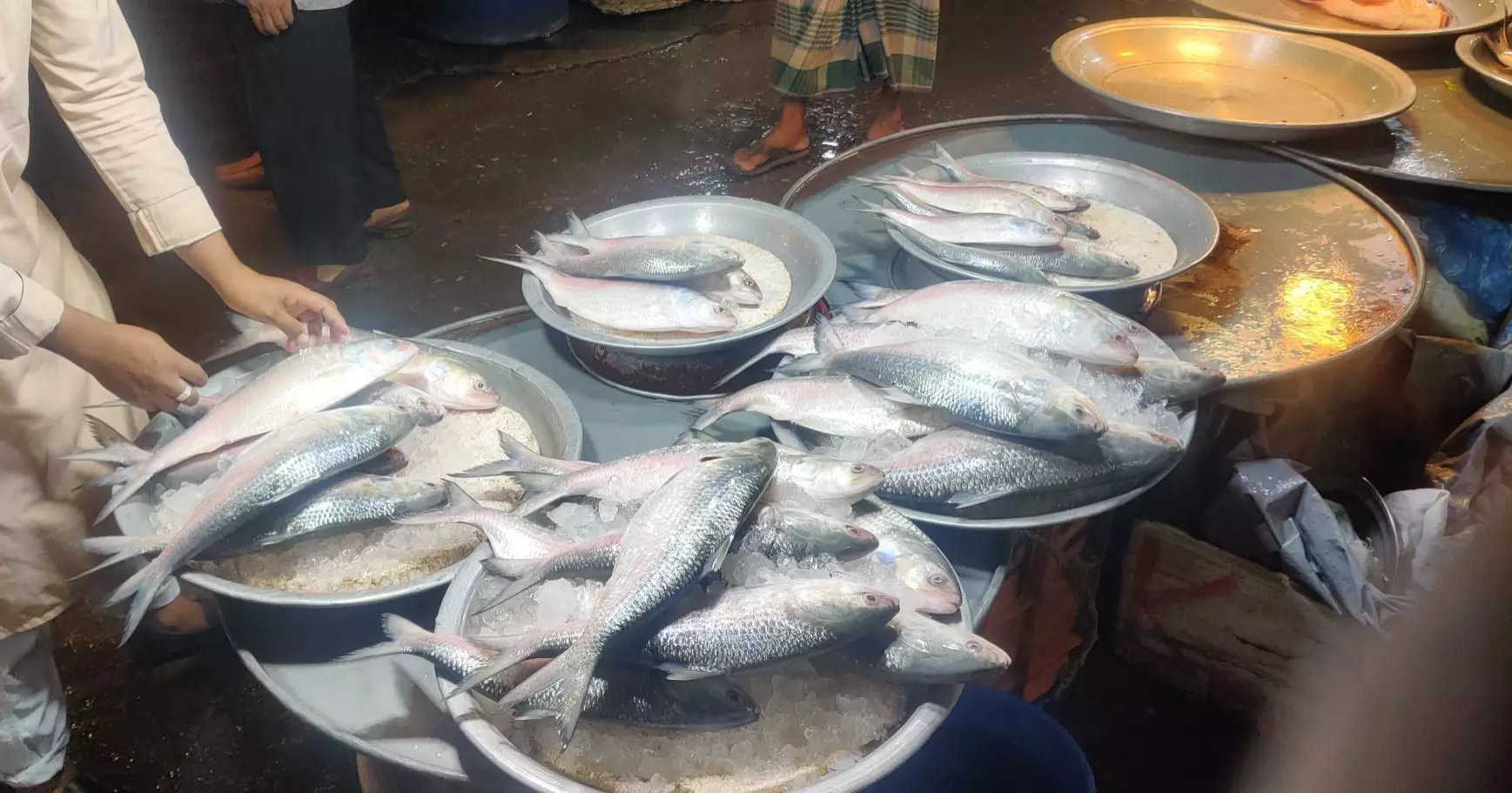 Hilsa glut brings relief as prices fall in Chandpur