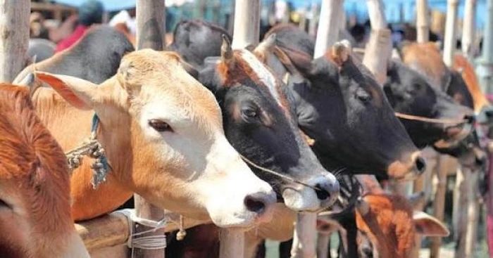 Bovine nightstays proliferate in guise of farms in Sunamganj