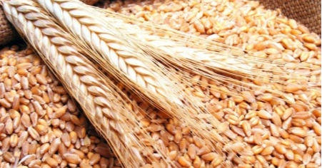 Food Ministry authorised to negotiate with two US suppliers for importing wheat