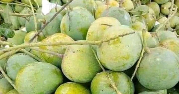 Satkhira’s Himsagar mango hits markets