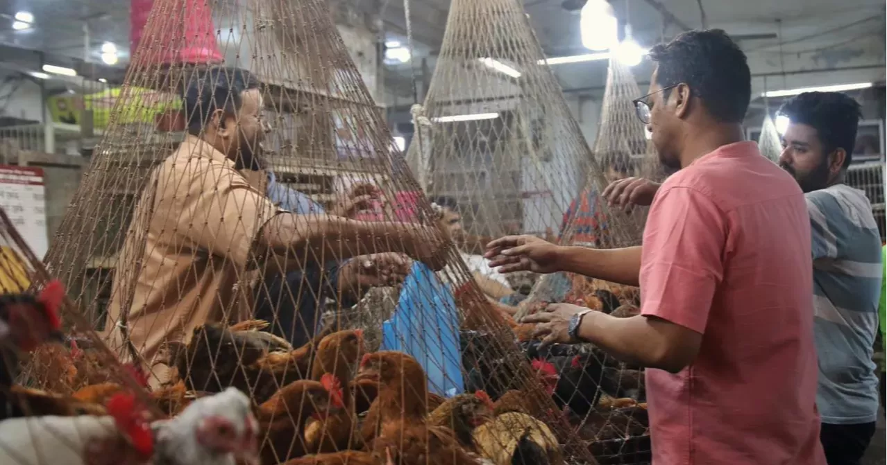 Chicken prices climb up to 20pc in Dhaka ahead of Eid