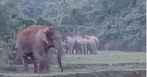 Farmer trampled to death by wild elephant in Sherpur