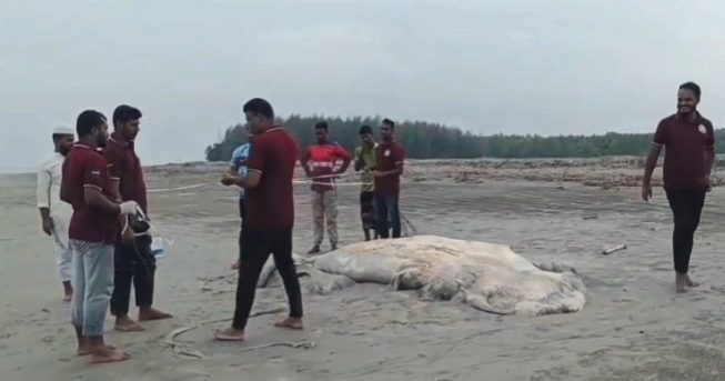 Another dead whale washed ashore on Kuakata beach