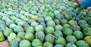 Mango harvesting begins in Satkhira