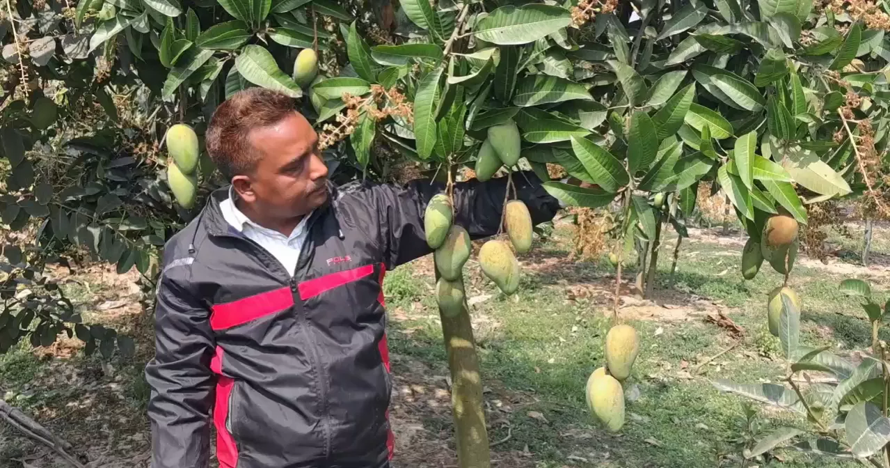 Offseason mango cultivation: A farmer’s journey to an enviable success