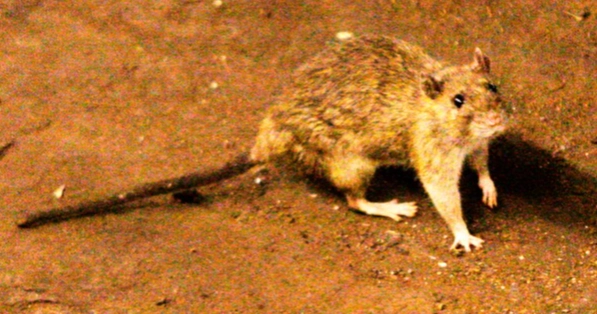 What to know about hantavirus as cruise ship outbreak raises concern