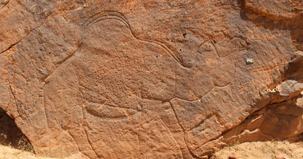 Scientists discover ancient life-size animal rock art in Saudi Arabia