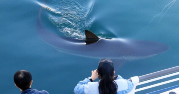 South Korean city seeks new plan to rescue shark trapped in canal