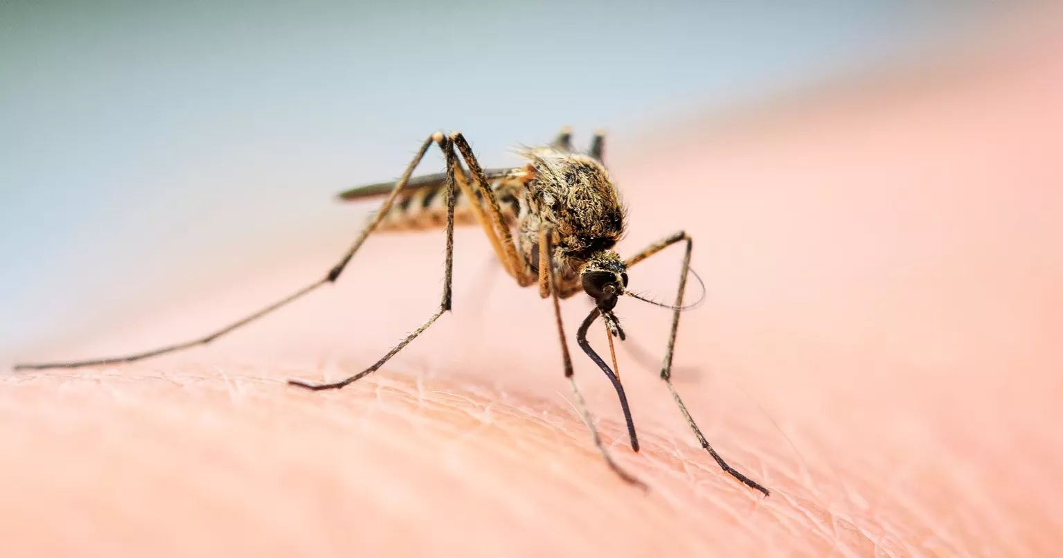 Dengue: 11 more cases reported in 24hrs