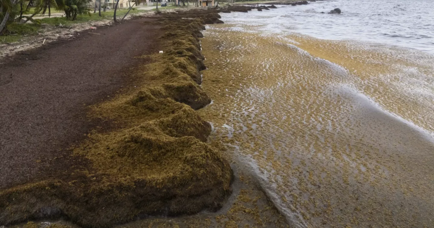 Record amount of seaweed hit the Caribbean and nearby areas in May: Scientists