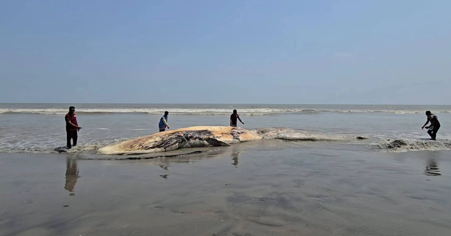 Whale carcass spotted in deep waters off Kuakata coast