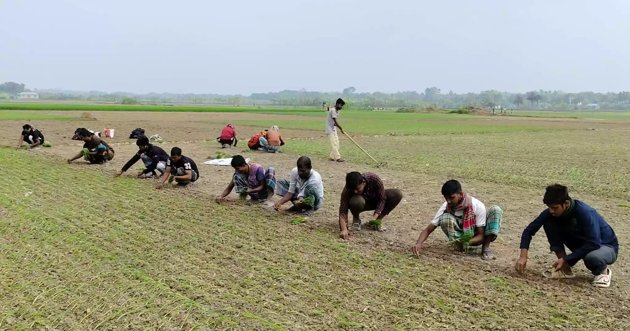Fertiliser crunch threatens Kushtia’s onion boom despite high prices