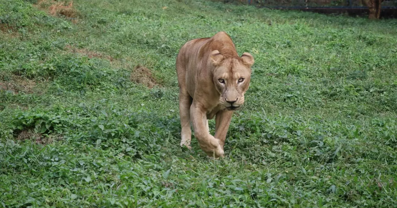 The Cage of Captivity and the Cry for Freedom: A Cruel Picture of Wildlife Rights Violation