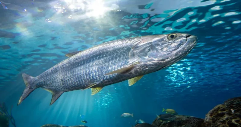 UN report warns of sharp decline in migratory fish, calls for urgent protection