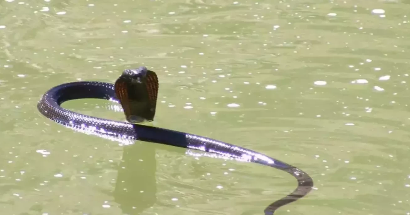 Teenage girl dies from snakebite in Gaibandha