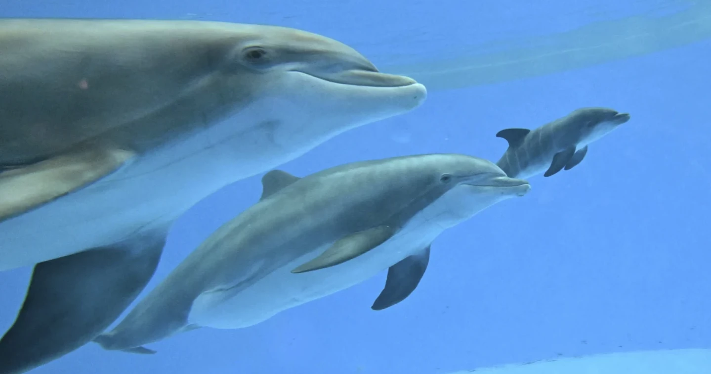 Video captures Dolphin Calf’s birth and first breath at Chicago Zoo—with help from a fellow mom