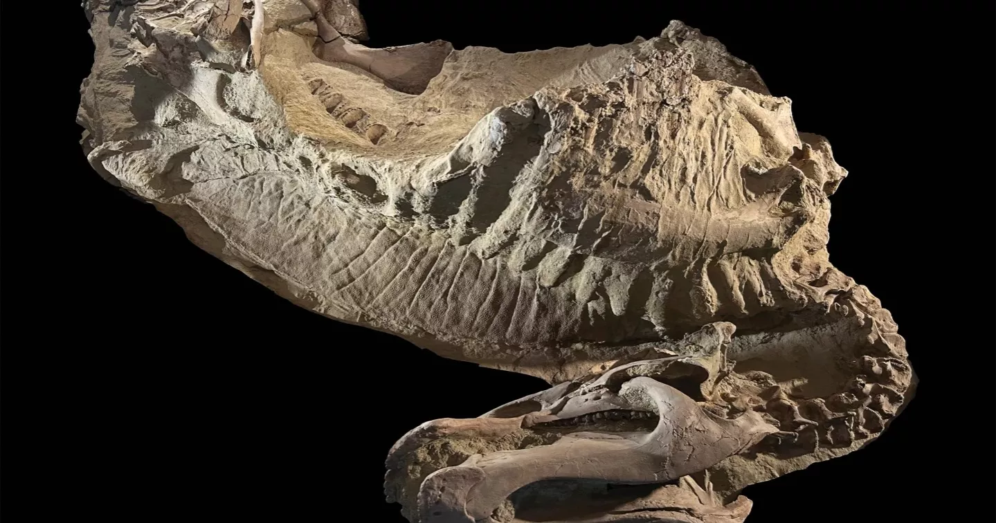 Scientists uncover rare dinosaur mummies, shedding new light on prehistoric life