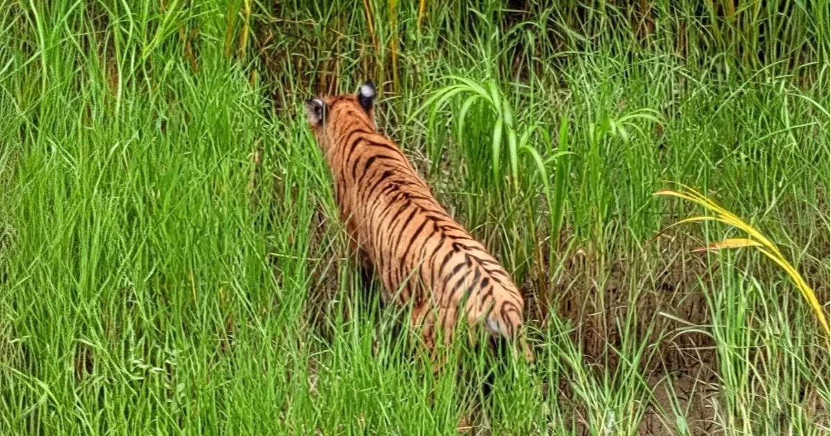 Rescued Royal Bengal Tigress released into Sundarbans after 6 months of treatment