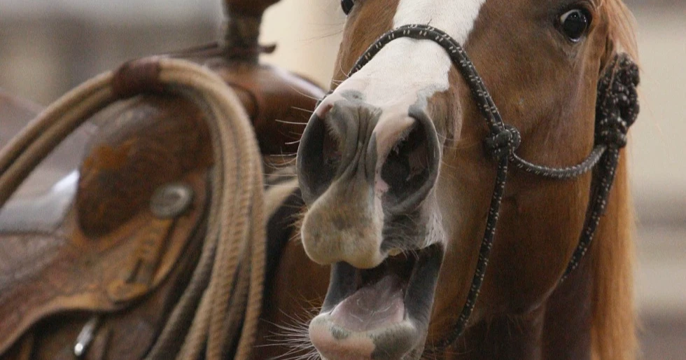 The secret behind a horse’s whinny: Scientists reveal how It works