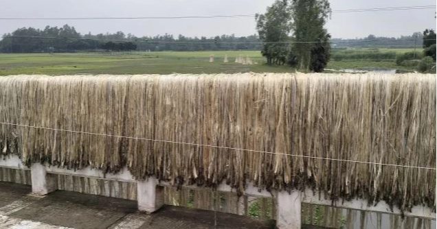 Bumper jute harvest, higher prices bring smiles to Sharsha farmers